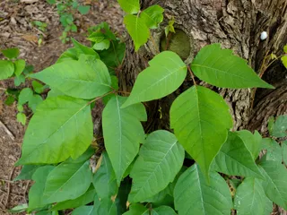 Poison Ivy On Dogs: Our Vet Discusses Signs, Causes & Care