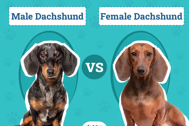 Male vs Female Dachshund: The Differences (With Pictures)