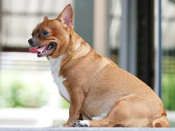 How to Put a Dog on a Diet: 10 Vet-Approved Weight Management Tips