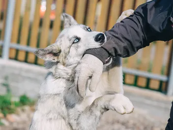 How to Prevent Dog Bites: 15 Vet-Approved Tips to Reduce the Risk