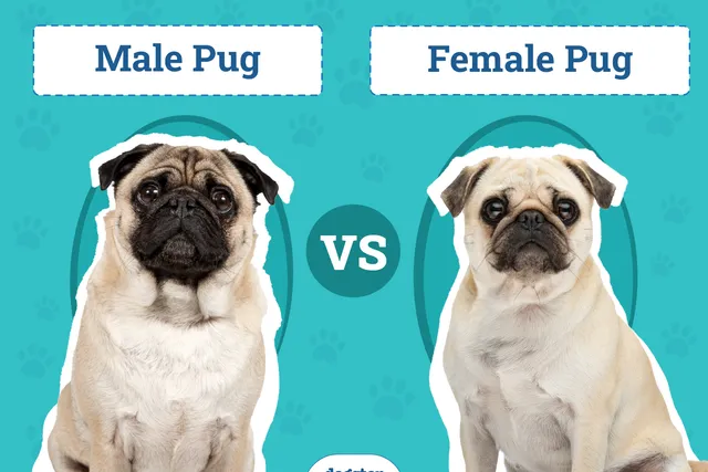 Male vs Female Pug: The Key Differences (With Pictures)