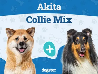 Akita Collie Mixed Dog Breed: Info, Pictures, Care & More
