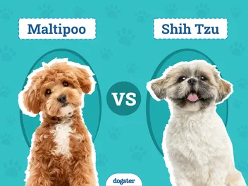 Maltipoo vs Shih Tzu: The Differences (With Pictures)