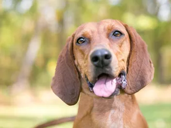 Redbone Coonhound: Info, Pictures, Facts & Traits