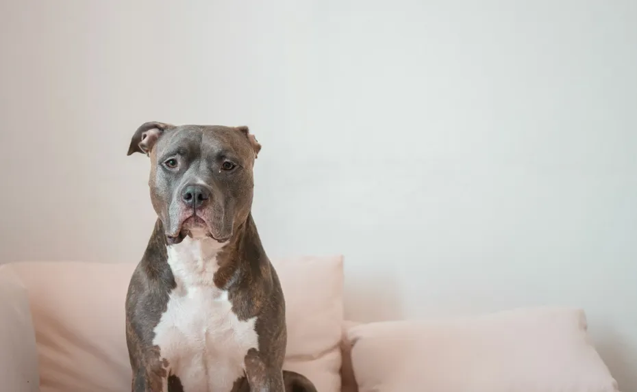 gray pitbull