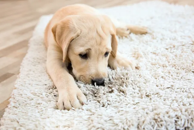 Why Does My Dog Lick the Carpet? 11 Reasons & How to Stop It