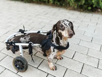 Intervertebral Disc Disease in Dogs: Signs, Causes & Diagnosis (Vet Answer)