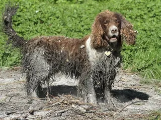 Are Dogs Dirty Animals? Vet-Reviewed Dog Hygiene 101