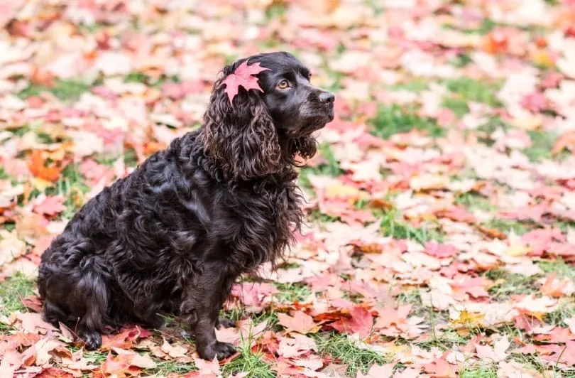 Boykin-Spaniel-sitting-on-leaves