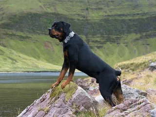 Are Rottweilers Good Herding and Farm Dogs? Facts & FAQ