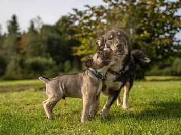 Why Are Some Older Dogs Stressed by New Puppies? Vet-Verified Tips & Facts