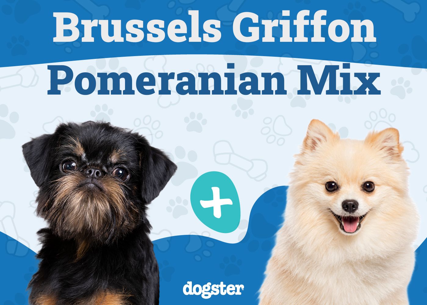 Brusselranian Mix