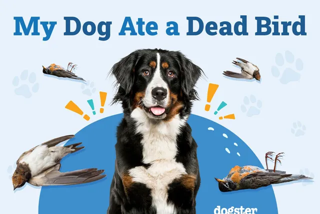 My Dog Ate a Dead Bird: Should I Be Worried? Our Vet Answers