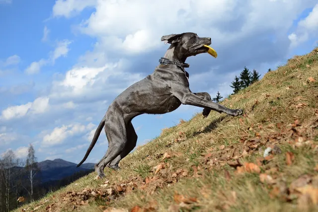 How Fast Is a Great Dane? Average Speed & Breed Comparison