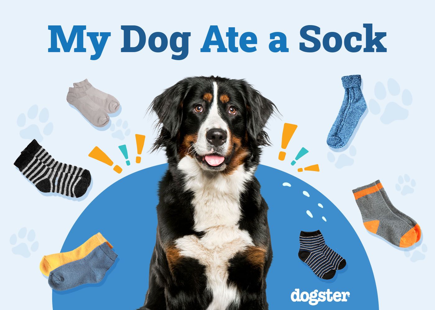 My Dog Ate a Sock, What Should I Do? 4 Vet-Approved Steps