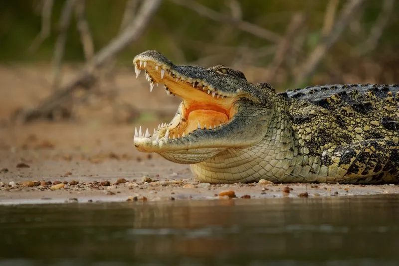 Nile Crocodile
