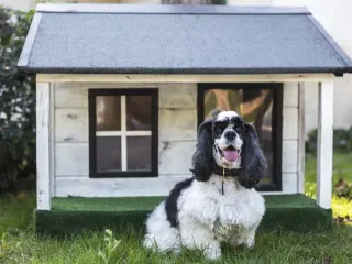 How to Train a Dog to Use Their Dog House: 4 Vet-Approved Tips