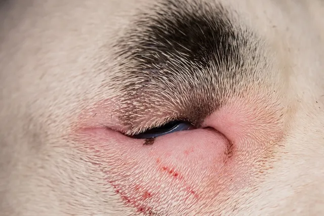 How Much Does Entropion Surgery for Dogs Cost? (2026 Price Guide)