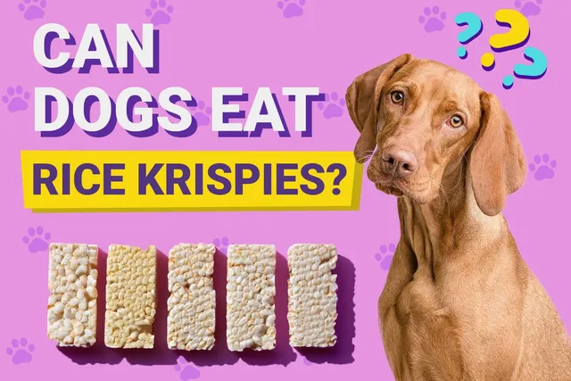 Can Dogs Eat Rice Krispies? Vet-Reviewed Facts & FAQ