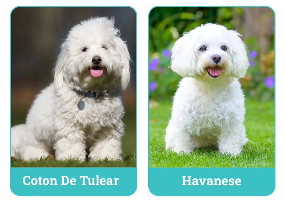 Coton De Tulear vs Havanese