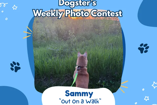 Dogster’s Weekly Photo Contest Winners: Out On a Walk (August 17, 2026)