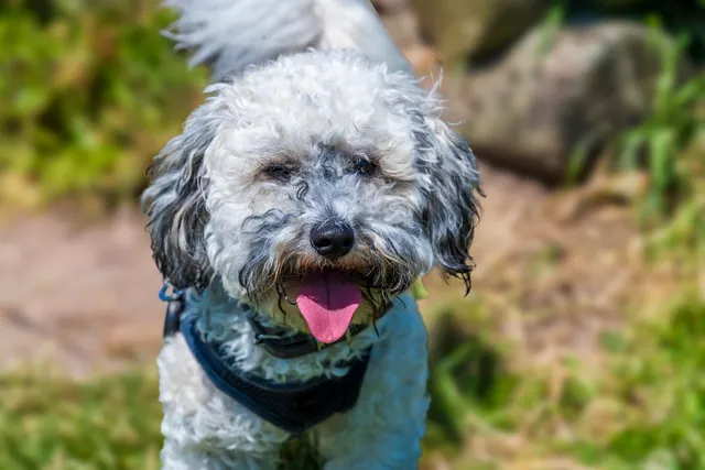 Bichon-Poo Mixed Dog: Breed Info, Pictures, Traits & Care