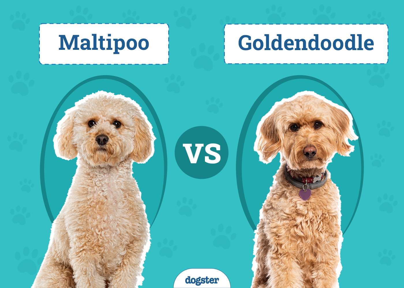 Maltipoo vs Goldendoodle