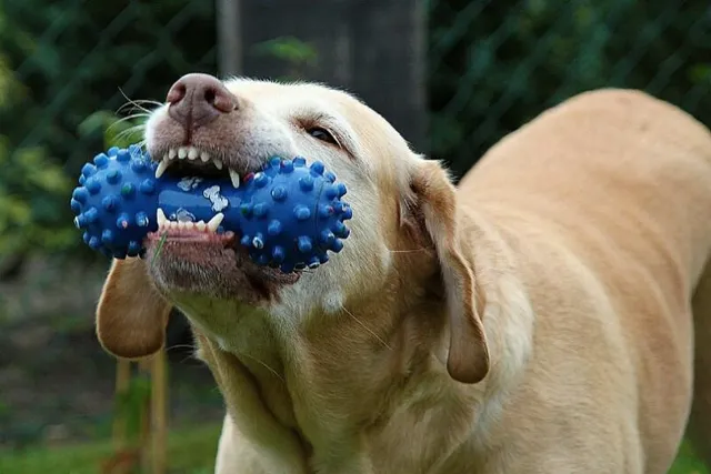 Why Does My Dog Chew His Toys on Me? 5 Vet-Verified Reasons & What to Do