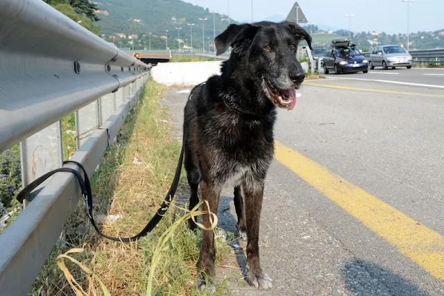 Dumping Dogs in the Country: What Really Happens to Them