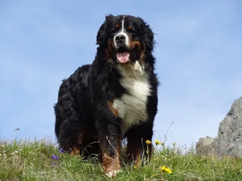 How Long Do Bernese Mountain Dogs Live? Average Lifespan, Vet-Reviewed Data & Care Guide
