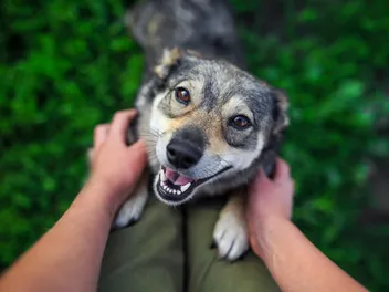 Why Do Dogs Jump on You? 3 Reasons & How to Stop It