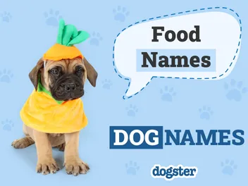 100+ Food Names for Dogs: Scrumptious Options for Your Pup