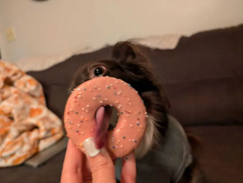 Yummy birthday donut cookie.