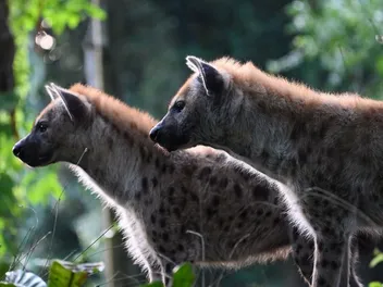 Are Hyenas Dogs? Our Vet Explains