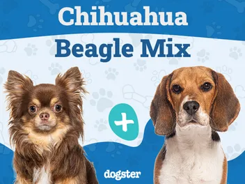 Cheagle (Chihuahua & Beagle Mix): Info, Pictures, Care & More