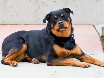 Roman Rottweiler Dog Breed Guide: Info, Pictures & Care Guide