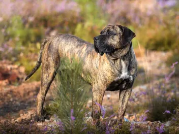 Presa Canario Dog Breed: Info, Pictures, Care & More