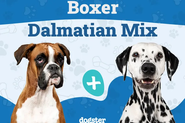 Boxmatian (Boxer & Dalmatian Mix): Info, Pictures, Care & More