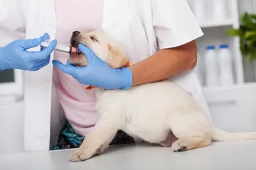 labrador puppy having medication