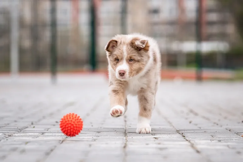 red-merle-bicolor-australian-shepherd