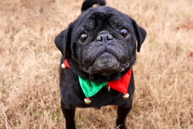 8 Awesome DIY Christmas Dog Collars You Can Make Today (With Pictures)