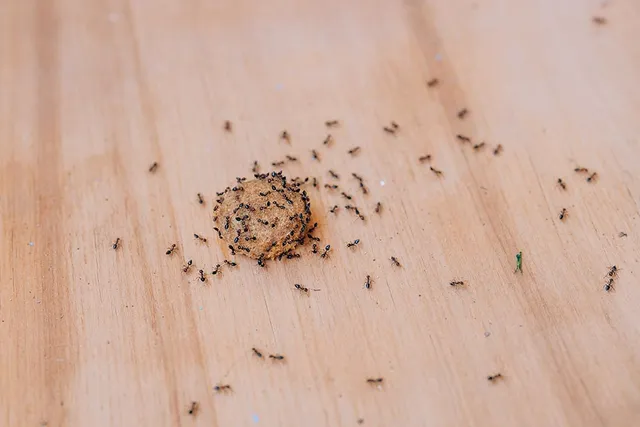 How to Keep Ants Out of Dog Food: 10 Easy & Effective Tips