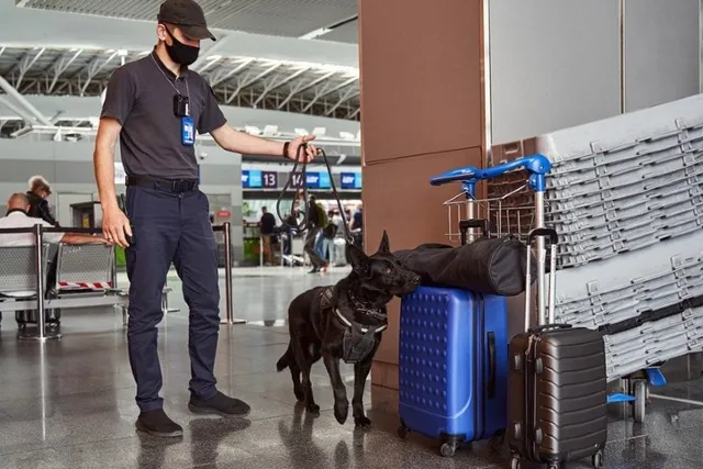 Can a Dog Detect Electronics? Canine Capabilities Explored