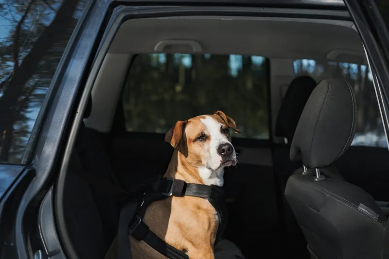 dog inside the car