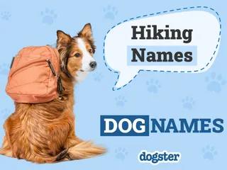 138 Hiking Dog Names: Outdoor & Adventurous Options for Your Pet