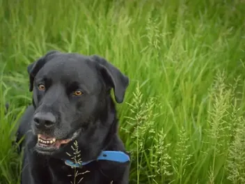 Bullador (Labrador Retriever & English Bulldog Mix): Info, Pictures & Care