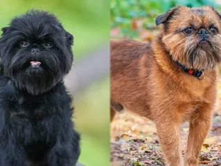 Affengriffon Dog Breed: Info, Pictures, Care & More
