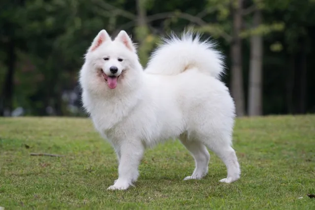 8 Samoyed Mixed Breeds: Info, Pictures & Facts