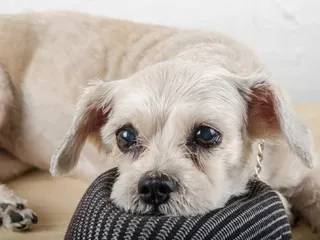 Schnau-Tzu (Miniature Schnauzer & Shih Tzu Mix): Info, Pictures & Care