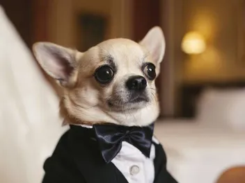 10 Dog Wedding Dress Ideas for Your Pup (With Pictures)